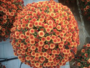 Plantalgarve_Crisantemos_Multiflor Mum laranja