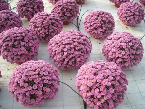 Plantalgarve_Crisantemos_Multiflor Mum rosa(5)
