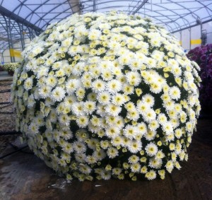Plantalgarve_Crisantemos_Multiflor mum branco