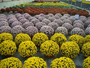 Plantalgarve_Crisantemos_Mum (1)