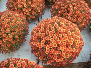 Plantalgarve_Crisantemos_Mum (2)