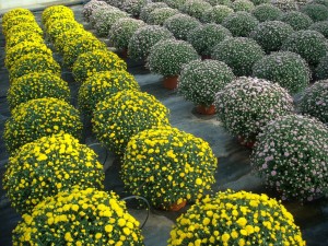 Plantalgarve_Crisantemos_Mum (3)