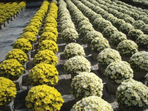 Plantalgarve_Crisantemos_Mum (7)