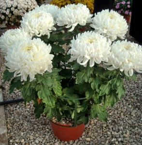 Plantalgarve_Crisantemos_Tradicional branco