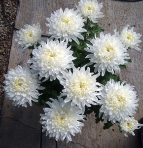 Plantalgarve_Crisantemos_Tradicional branco