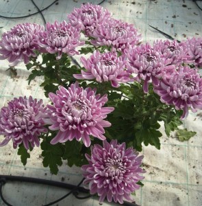 Plantalgarve_Crisantemos_Tradicional lilas