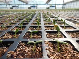 Plantalgarve_DSCN0089