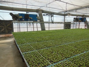 Plantalgarve_Extractor, gerador ar quente, carro de rega