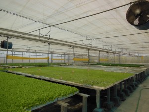 Plantalgarve_Malha térmica, extractor e bancadas