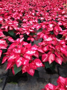 Poinsettias_Cores_Plantalgarve