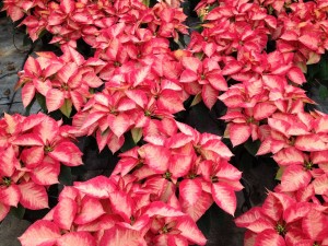 Poinsettias_Cores_Plantalgarve