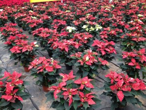 Poinsettias_Cores_Plantalgarve