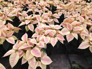 Poinsettias_Cores_Plantalgarve