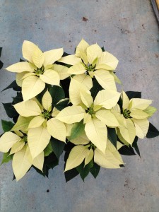 Poinsettias_Cores_Plantalgarve