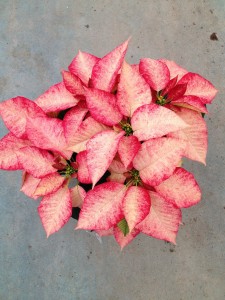 Poinsettias_Cores_plantalgarve