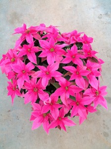 Plantalgarve_Poinsettias_Princettia