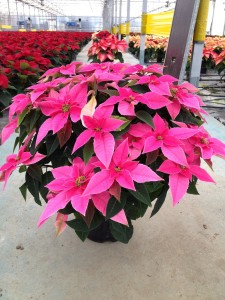 Poinsettias_Princettia_Plantalgarve