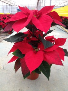 Poinsettias_Vermelhas