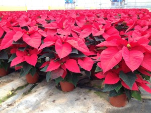 Poinsettias_Vermelhas_Plantalgarve