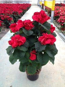 Poinsettias_Vermelhas_Plantalgarve