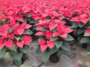 Poinsettias_Vermelhas_Plantalgarve