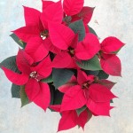 Poinsettia Vermelha - também conhecida como flor-do-natal ou estrela-de-natal
