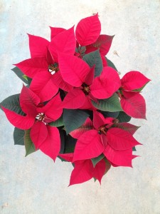 Plantalgarve_Poinsettias_Vermelhas vaso 15cm (2)