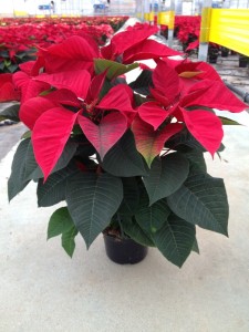 Poinsettias_Vermelhas_Plantalgarve