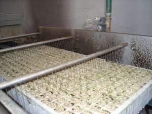 Plantalgarve_Sementeira 06
