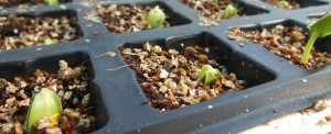 Plantalgarve_The birth