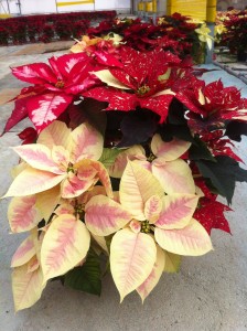 Poinsettia_Plantalgarve