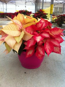 Poinsettia_Plantalgarve