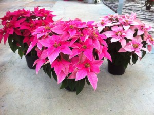 Poinsettias_Plantalgarve