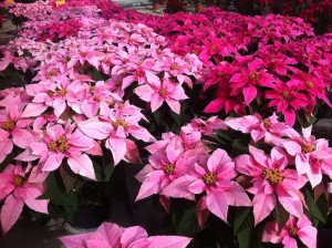 Poinsettias_Plantalgarve