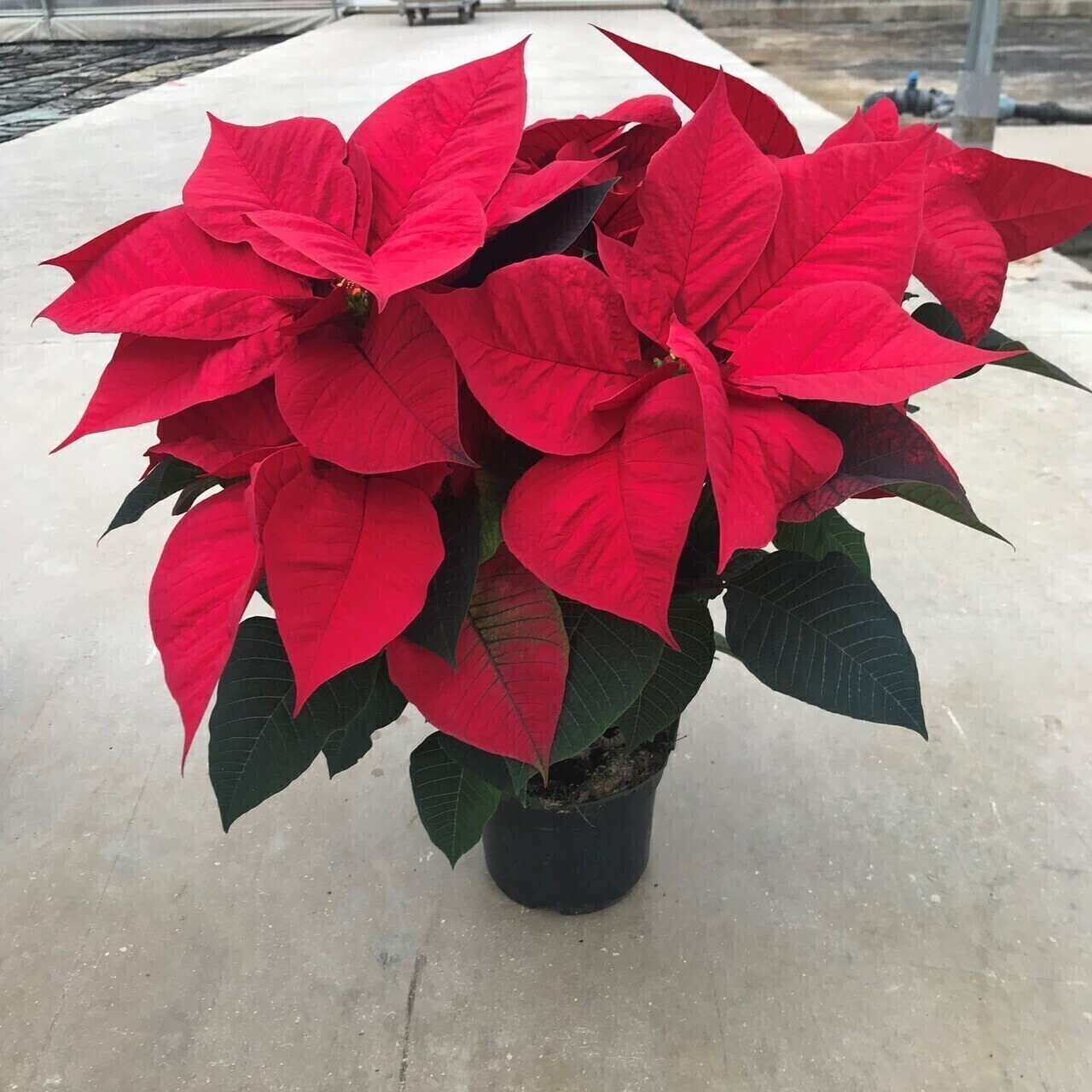 Estrela-de-Natal: A Planta que Dá Cor à Época Festiva