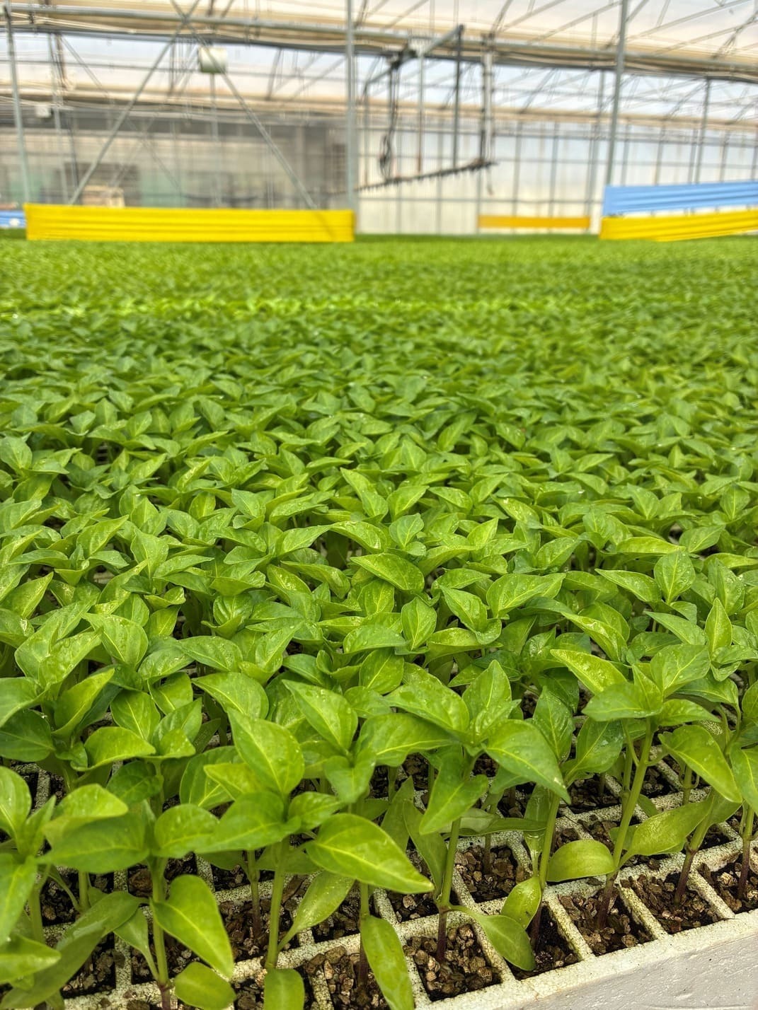 Plantas Hortícolas